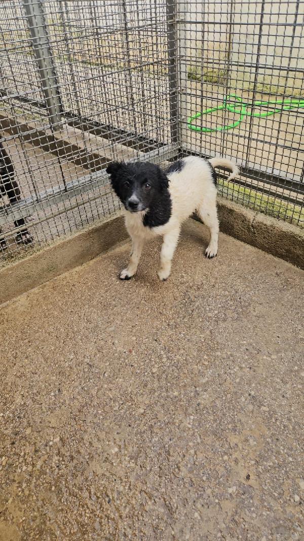 Smeralda splendida dolce cucciola cerca casa  Foto 7