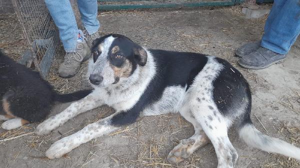 Kiki in adozione Foto 2