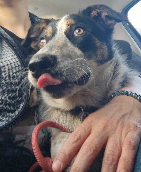 Kiki in adozione Foto 3