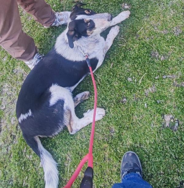 Kiki in adozione Foto 6