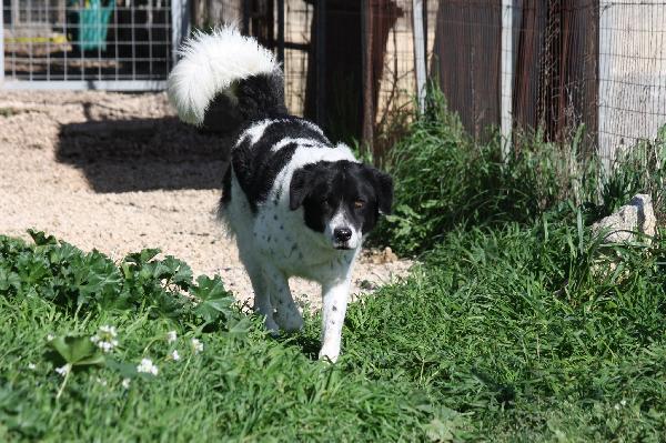 Panda in adozione Foto 4