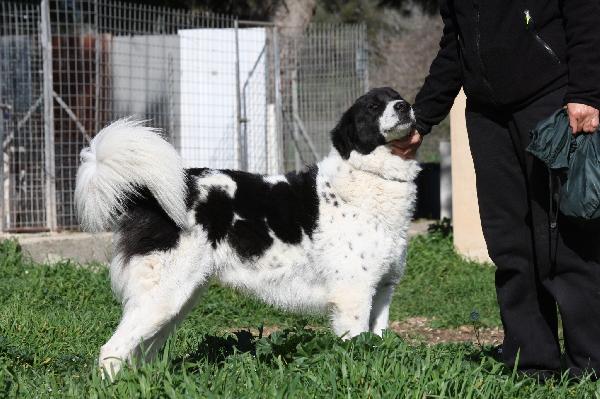 Panda in adozione Foto 5