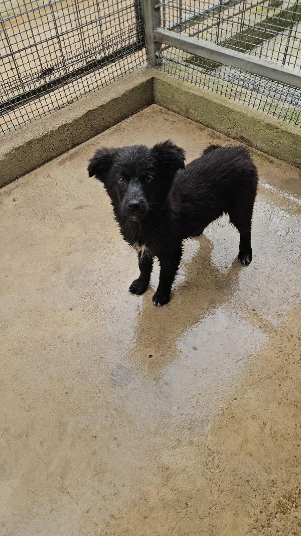 Perla Splendida Dolce Cucciolina Cerca Casa 