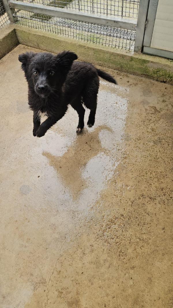 Perla splendida dolce cucciolina cerca casa  Foto 5