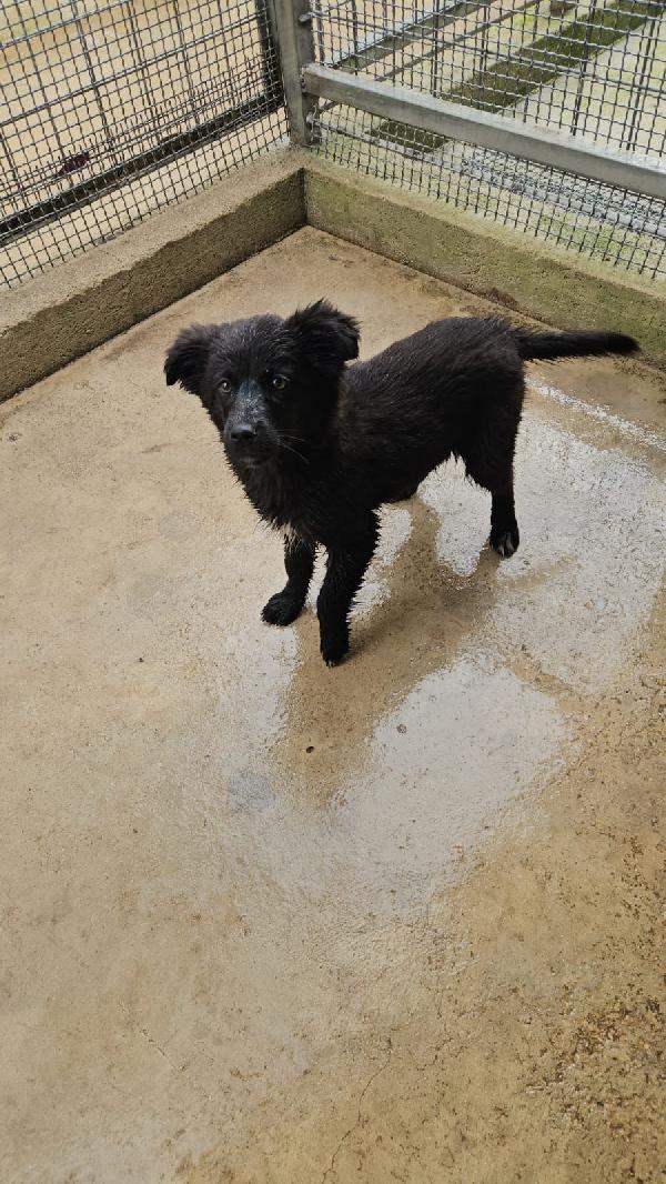 Perla splendida dolce cucciolina cerca casa  Foto 8