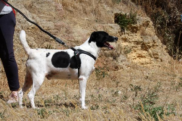 Pedro in adozione Foto 2