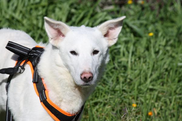 Erik in adozione Foto 1