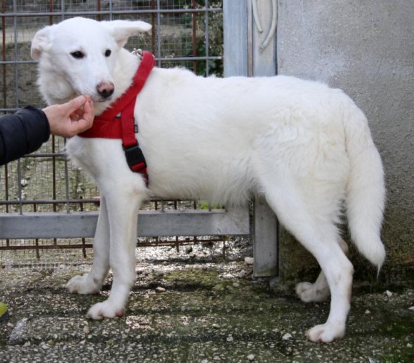 Erik in adozione Foto 2