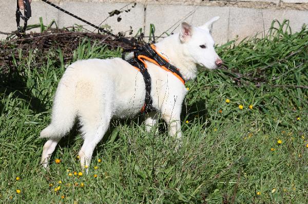 Erik in adozione Foto 3