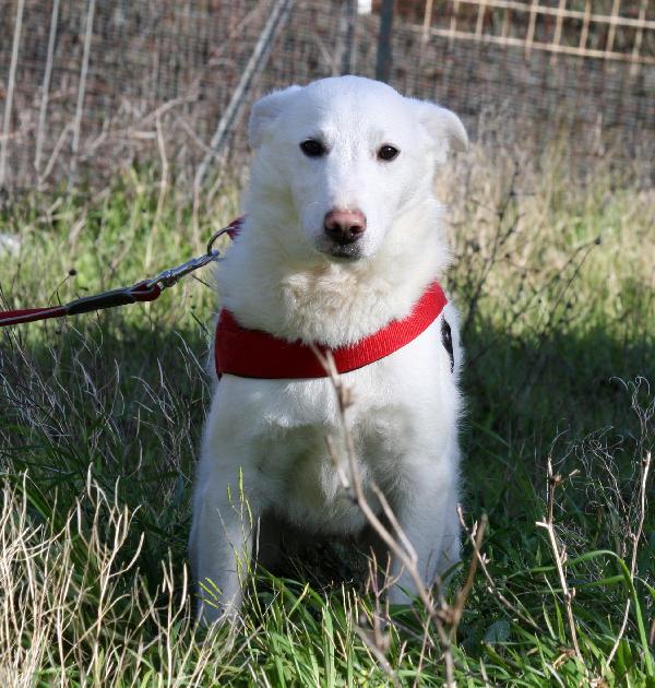 Erik in adozione Foto 4