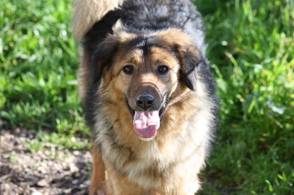 Enza in adozione Foto 2