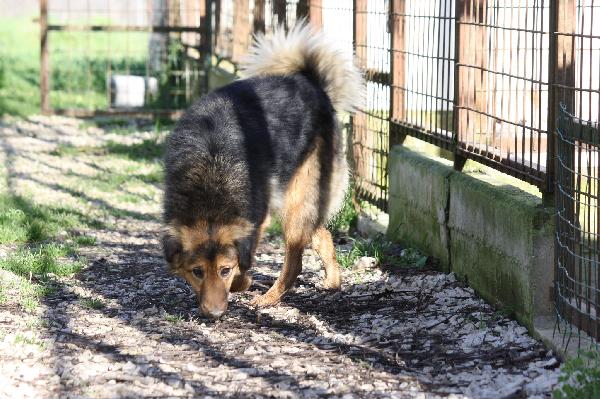 Enza in adozione Foto 3