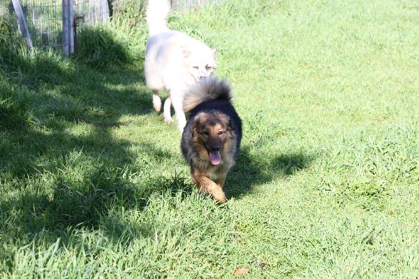 Enza in adozione Foto 4