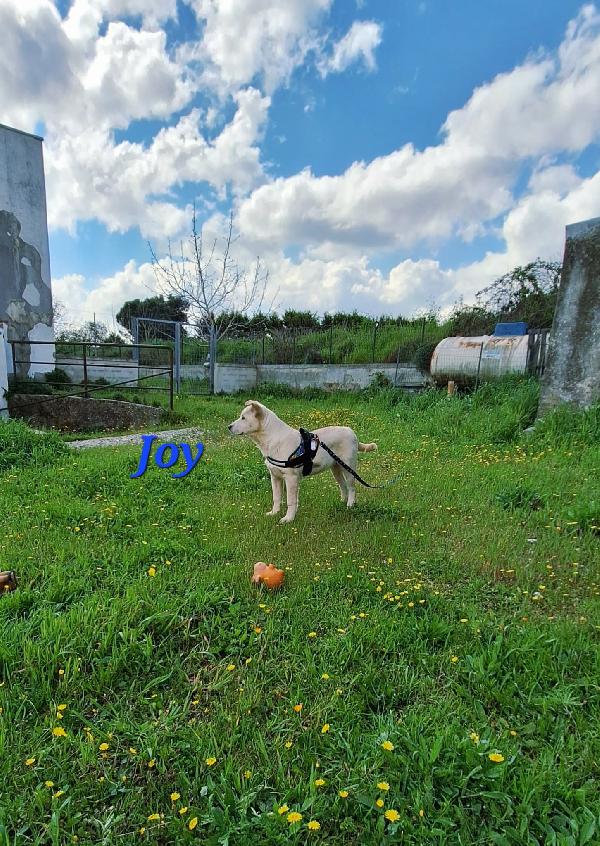 joy in adozione Foto 2