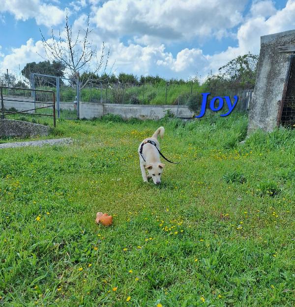 joy in adozione Foto 3