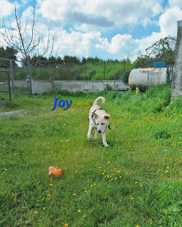 joy in adozione Foto 4