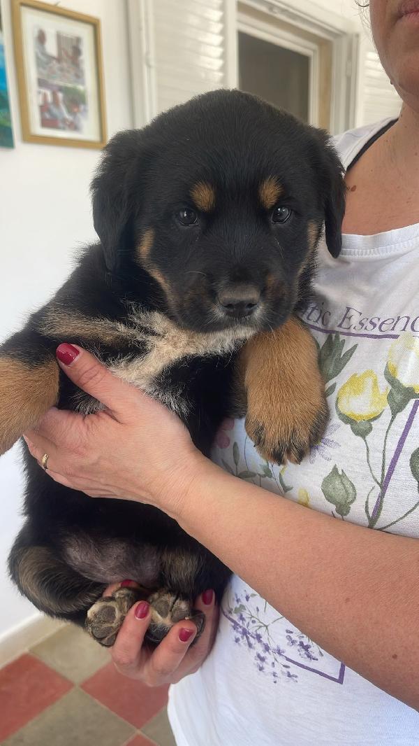 Freya Cucciola 2 Mesi