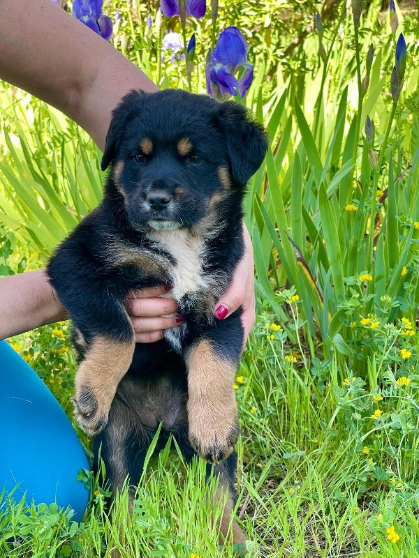 Freya cucciola 2 mesi Foto 2