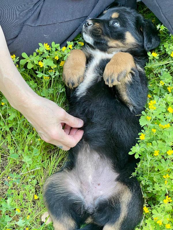 Freya cucciola 2 mesi Foto 3