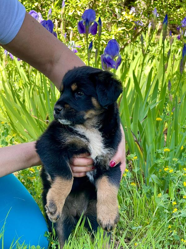 Freya cucciola 2 mesi Foto 5