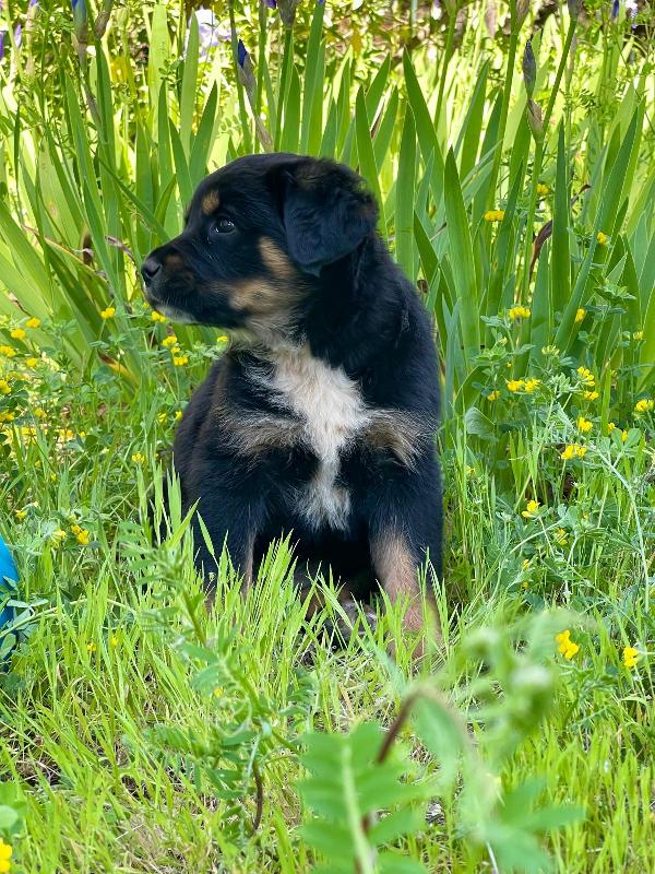 Freya cucciola 2 mesi Foto 6