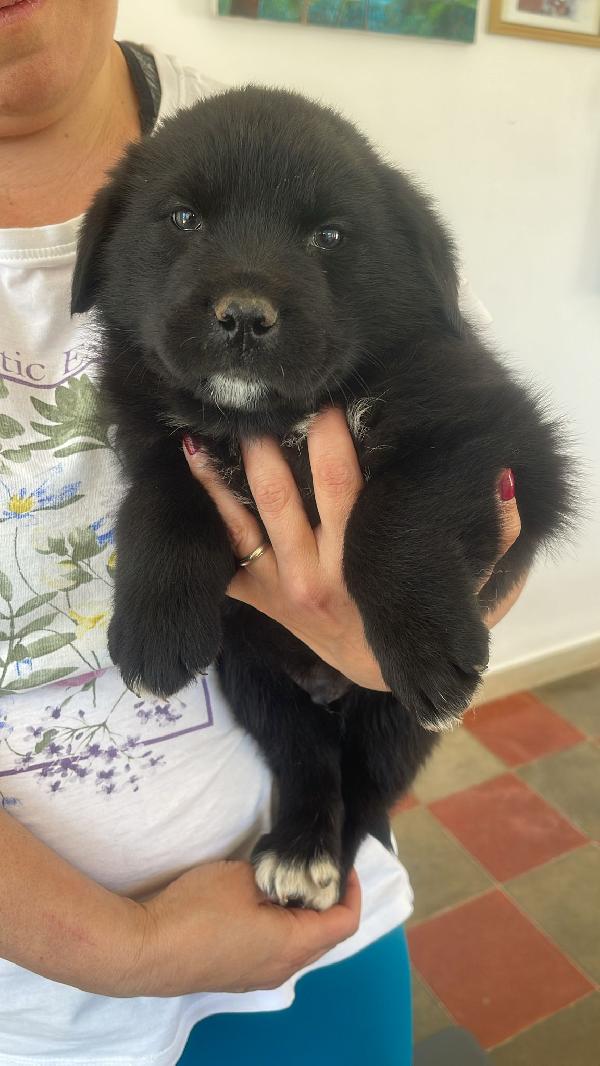 Darko Bambolotto 2 Mesi 