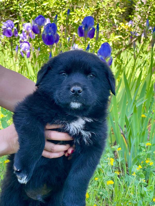 Darko bambolotto 2 mesi  Foto 2