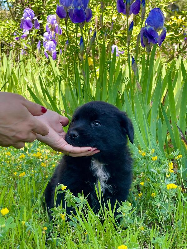 Darko bambolotto 2 mesi  Foto 4