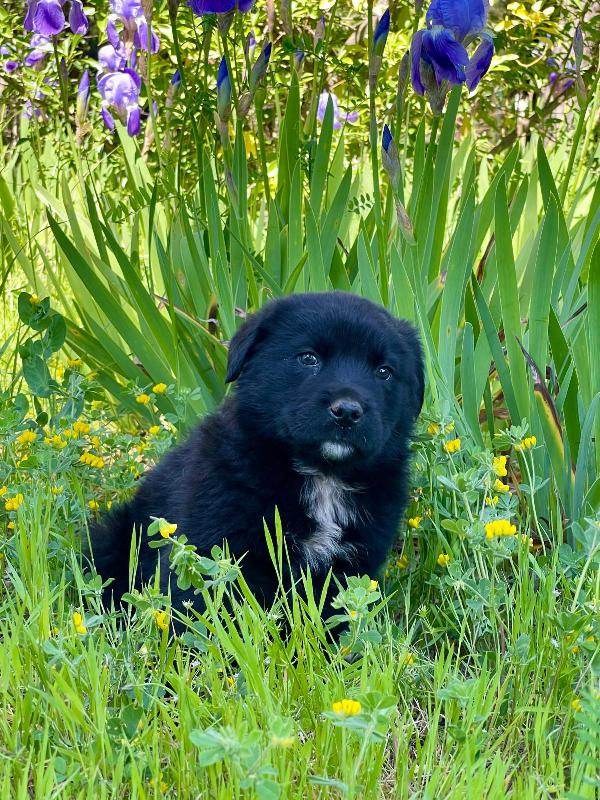 Darko bambolotto 2 mesi  Foto 5