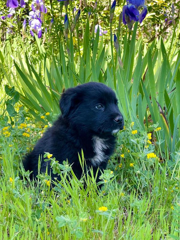 Darko bambolotto 2 mesi  Foto 6