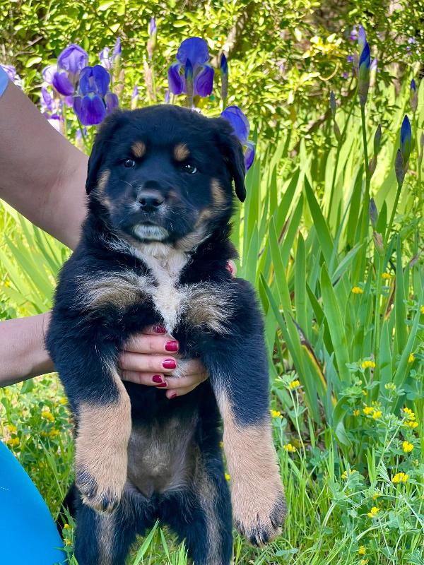Cucciola 2 Mesi Mix Rott Tenerissima