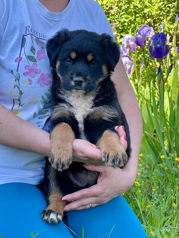 Cucciola 2 mesi mix rott tenerissima Foto 2