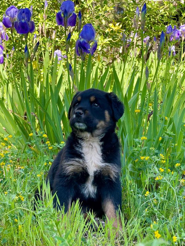 Cucciola 2 mesi mix rott tenerissima Foto 3