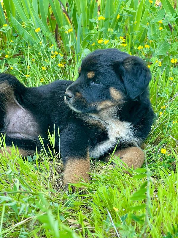 Cucciola 2 mesi mix rott tenerissima Foto 4