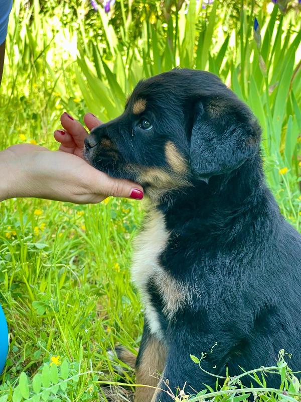 Cucciola 2 mesi mix rott tenerissima Foto 5