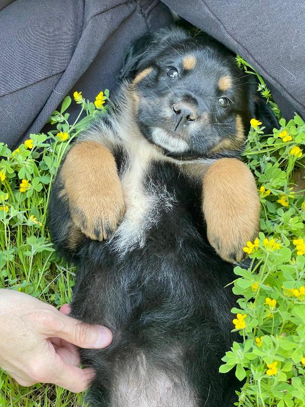 Cucciola 2 mesi mix rott tenerissima Foto 6