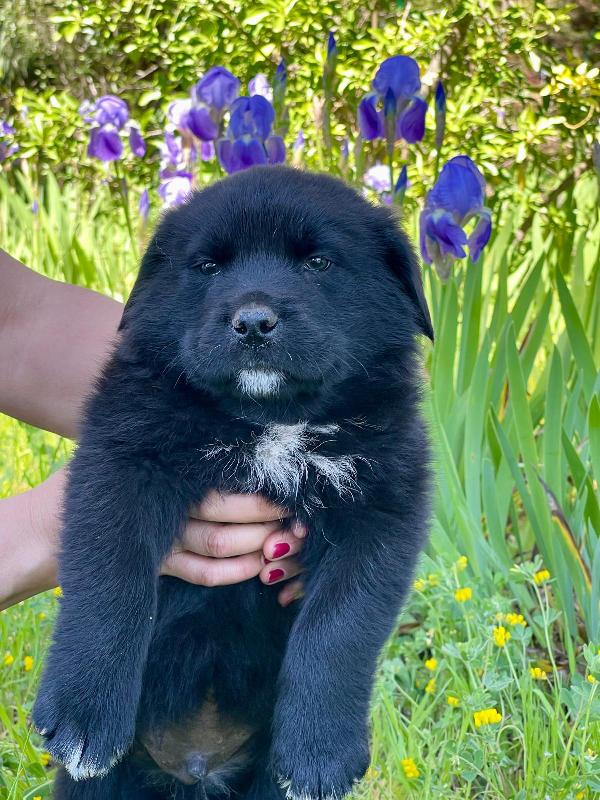 Cucciolotto 2 Mesi Super Paccioccone