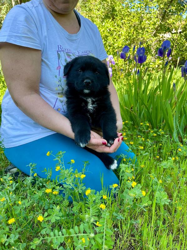 Cucciolotto 2 mesi super paccioccone Foto 2