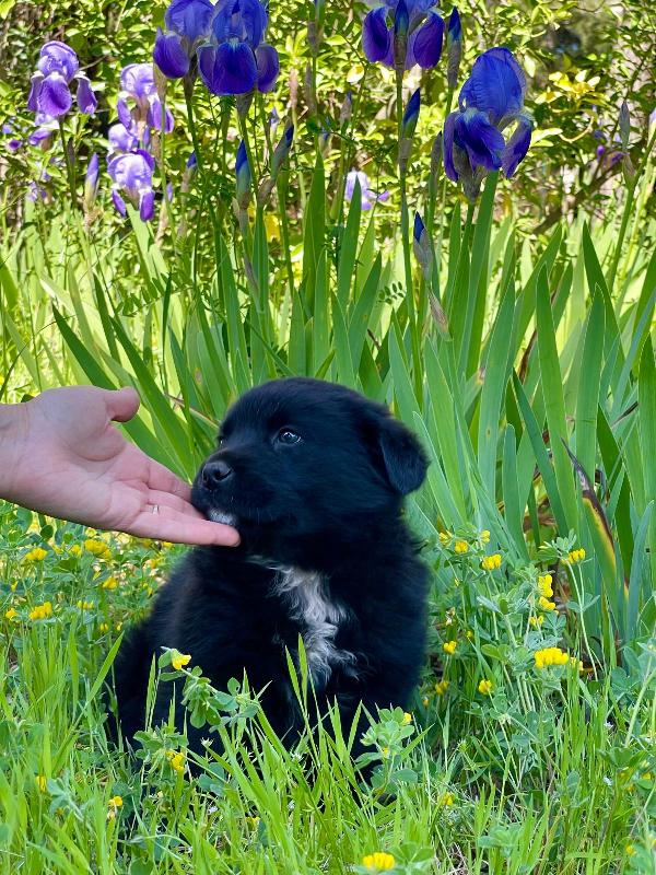 Cucciolotto 2 mesi super paccioccone Foto 3