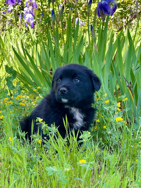 Cucciolotto 2 mesi super paccioccone Foto 4