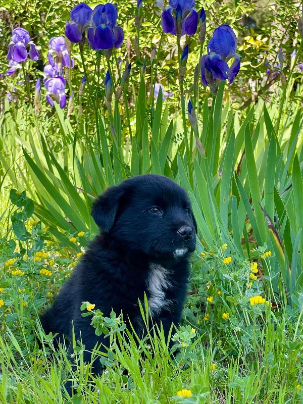 Cucciolotto 2 mesi super paccioccone Foto 5