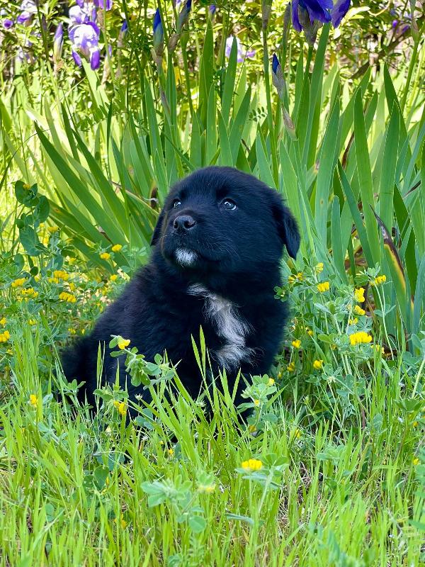 Cucciolotto 2 mesi super paccioccone Foto 6