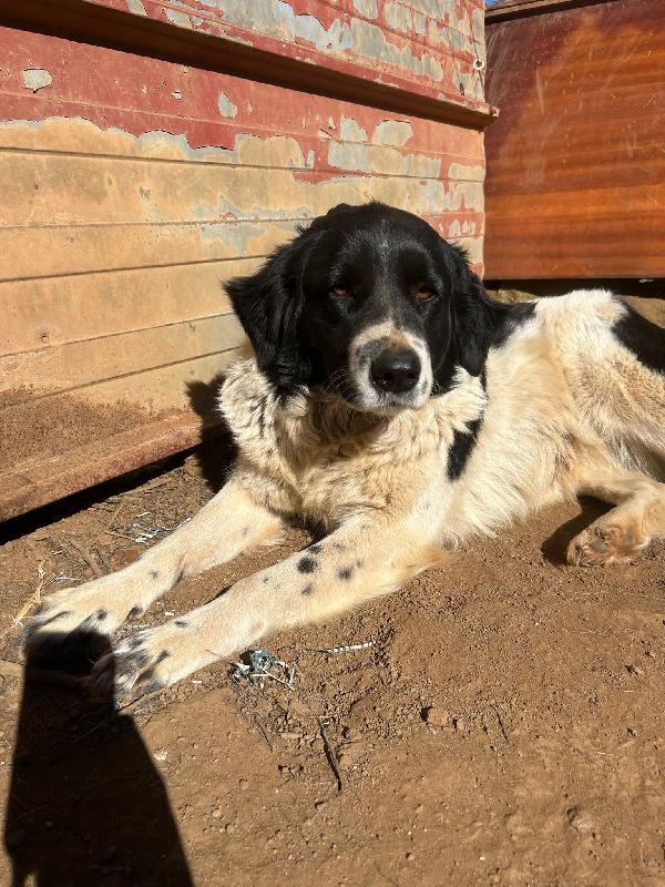 Lola Splendida Giovanotta Cerca Casa 