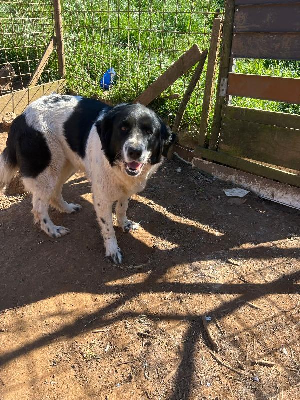 Lola splendida giovanotta cerca casa  Foto 2