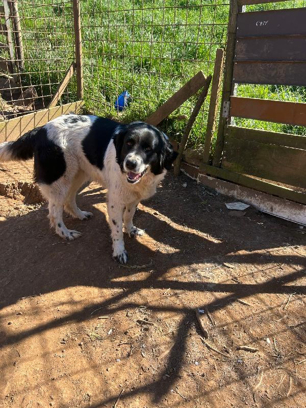 Lola splendida giovanotta cerca casa  Foto 4