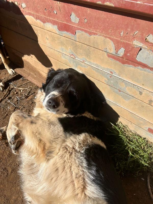 Lola splendida giovanotta cerca casa  Foto 5
