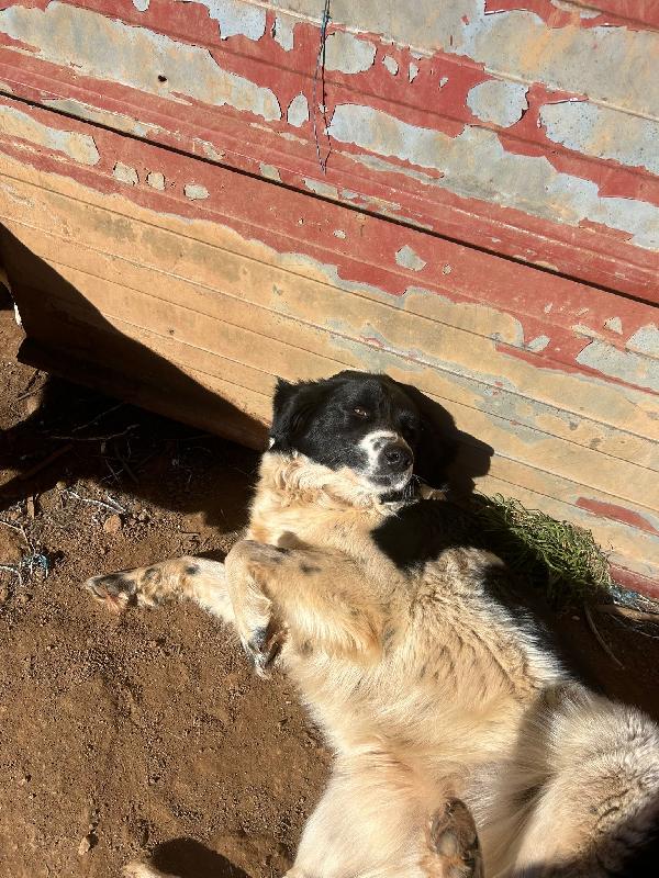 Lola splendida giovanotta cerca casa  Foto 6