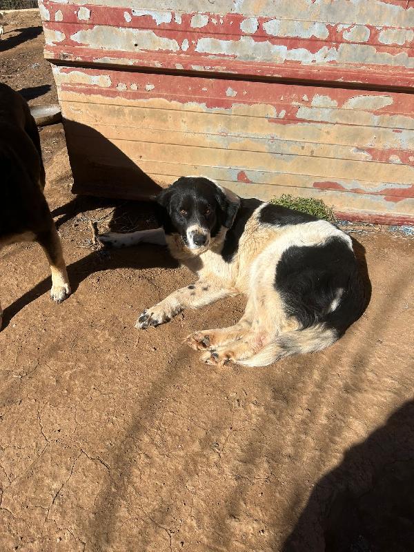 Lola splendida giovanotta cerca casa  Foto 7