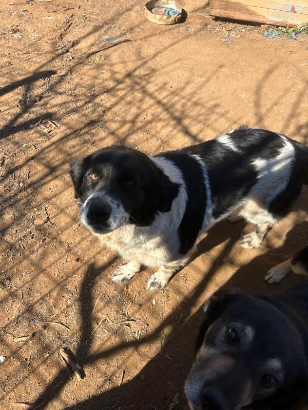 Lola splendida giovanotta cerca casa  Foto 8