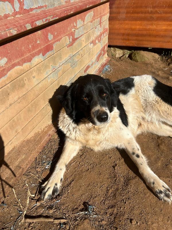 Lola splendida giovanotta cerca casa  Foto 9